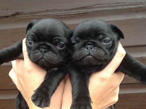 Their coat is fine, smooth, and short. . Pug puppies near me
